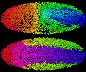 Digital fruit fly embryo, reconstructed from live imaging data recorded with a SiMView light-sheet microscope. Each colored circle in the image shows one of the embryo's cells, and the corresponding tail indicates that cell's movement over a short time interval at around 3 hours post-fertilization [Credit: Kristin Branson, Fernando Amat, Bill Lemon and Philipp Keller (HHMI/Janelia Research Campus)] 