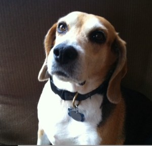 Annika, a member of the author's "pack," shows the floppy ears and narrow face of domestication. The seat on the furniture could be another clue.