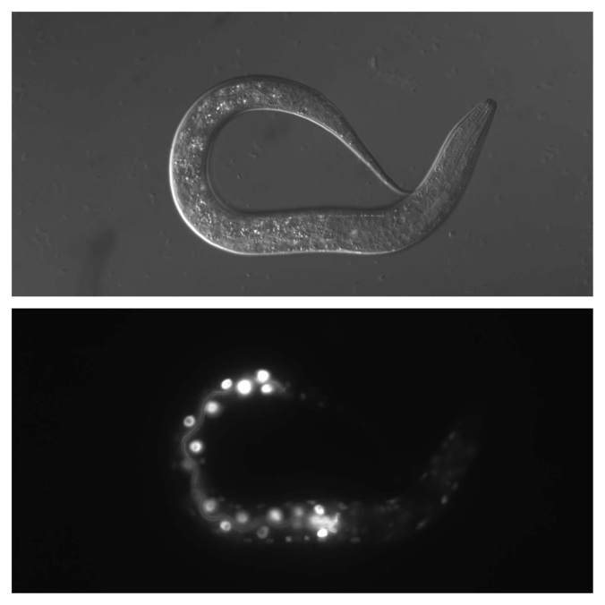 Emma Cruisenberry, an intern in the Rothman Lab at UCSB, snapped these two photos C. elegans—the top under normal conditions, versus C. elegans expressing the GFP marker under UV light in the intestinal cells. [Credit: Emma Cruisenberry]