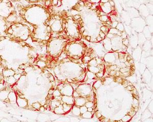 A section from a mammary 'outgrowth' harvested at lactation. [Credit: UC San Diego School of Medicine] 