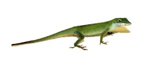 anole_5