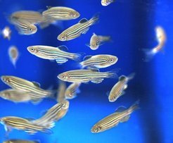 The zebrafish (Danio rerio) owes its name to a repeating pattern of blue stripes alternating with golden stripes. [Credit: MPI f. Developmental Biology/ P. Malhawar]