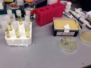 Picking colonies at the bench.