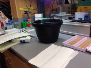 Performing my first immunohistochemistry stain!