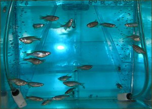 zebrafish1