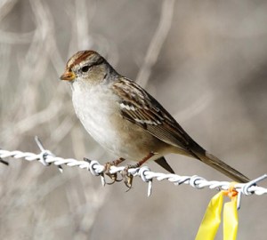 Gambel's White-crown sparrow: could its song unlock methods for repairing the brain? (photo courtesy Lip Kee, wikimedia commons)