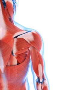 Scientists have identified a protein that may help spur 'in body' muscle regeneration.