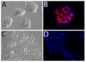 Mouse embryonic stem cells grown in a round colony of cells (A) and express Sox2 (B), shown in red. Sox2 control region (SCR)-deleted cells have lost the typical appearance of embryonic stem cells (C) and do not express Sox2 (D). [Credit: Jennifer Mitchell/University of Toronto] 