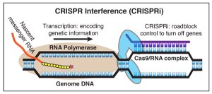 CRISPR/Cas9 [Credit: University of California, San Francisco]