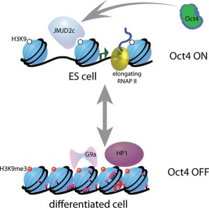 Embryonic stem cells (ES cells) have a different chromatin structure than mature, differentiated cells. This allows for heightened gene expression. [Credit: stembook.org]