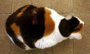 Calico cats are female due to X-chromosome silencing.