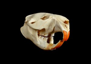 Rodents' ever-growing teeth hold clues to the evolution of stem cells, according to a new study.