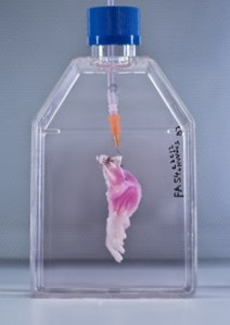 The news cells growing on the donor limb scaffold in a bioreactor