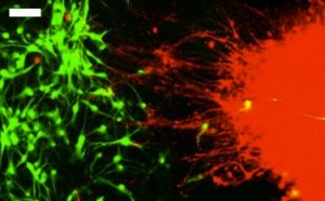 Cortex nerves (green) and mDA nerves (red) shown connecting with fine tendrils.