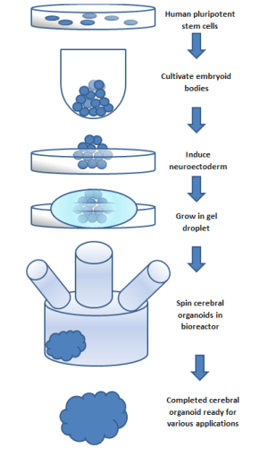 Process for making organoid 