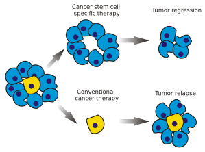930px-Cancer_stem_cells_text_resized