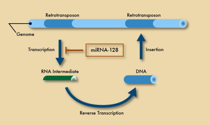 Retrotransposons: curious pieces of DNA that can be transcribed into RNA, copied into DNA, and inserted to a new spot in your chromosomes.