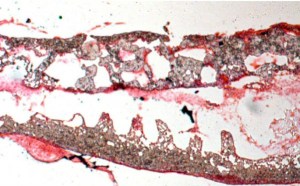 Lab-grown guts could help humans with gut disorders. (Shaffiey et al., 2015)