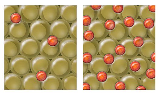 Salk researchers show that diabetes in elderly, lean animals is caused by an overabundance of immune cells in fat. In this graphic, fat tissue is shown with representations of the immune cells called Tregs (orange). In aged mice with diabetes (represented on the right), Tregs are overexpressed in fat tissue and trigger insulin resistance. When Tregs are blocked, the fat cells in mice become insulin sensitive again. (Image courtesy of Salk Institute) 