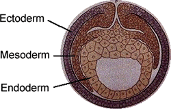 In the earliest stages of embryo development, three germ layers form. (image: Internet Science Room)