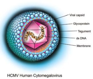 Cytomegalovirus. Image credit (https://scienceforscientists.wordpress.com/tag/cytomegalovirus-cmv/)