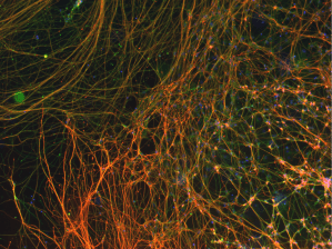 Neurons generated in 3D platforms 1[1]
