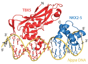 Protein crystal structure of NKX2.5 and TBX5 bound to DNA.