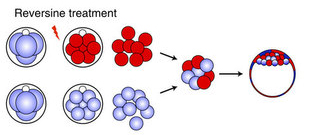 Blog embryo repair fig 3