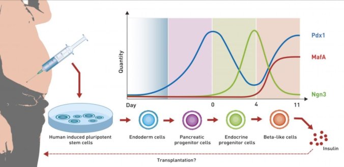 The diagram shows the dynamics of the most important growth factors during differentiation of human induced pluripotent stem cell to beta-like cells. Credit: ETH Zurich