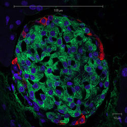 An islet of a mouse pancreas containing beta cells shown in green. (wikipedia)
