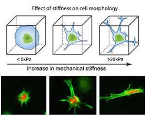 Jaiswal et al. ACS Nano