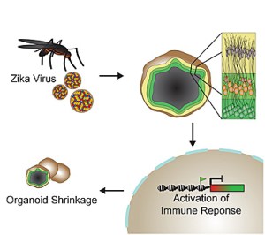 Brain organoids were used to model Zika virus infection. (Cell Stem Cell)