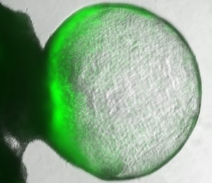 inner-ear-organoid-Atoh1-GFP-resized