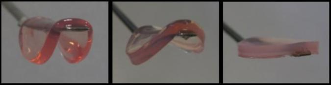 Hydrogels with different stiffness' direct stem cells to differentiate into different types of tissue. (Chem)