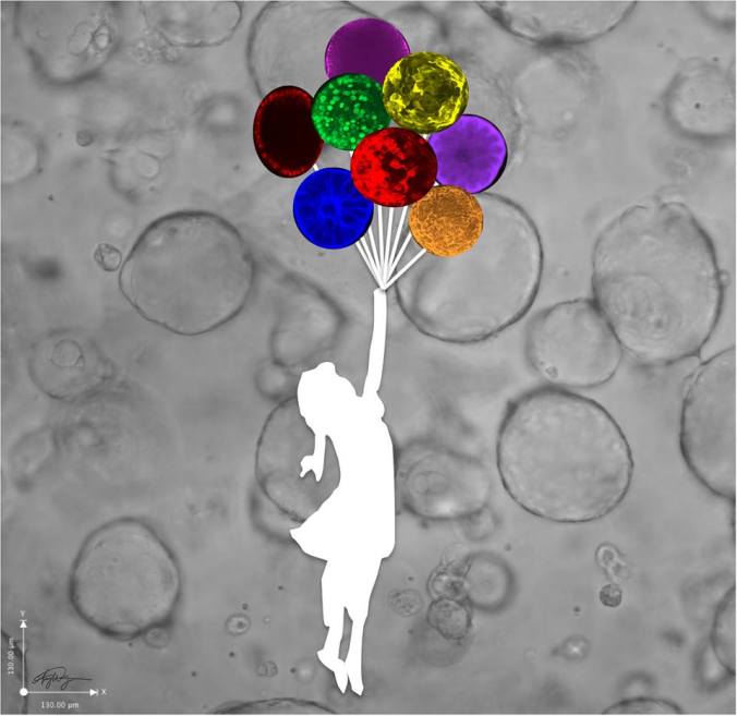 "Reaching for organoids" by Amy Wong