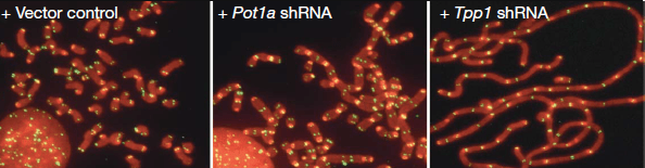 Telomere deprotection results in chromosomes that are linked together (right) instead of separate (left). (Source Denchi et al. Nature)