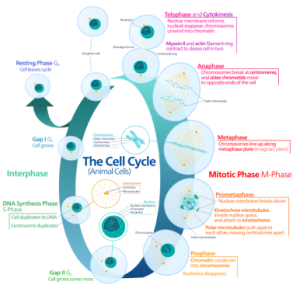 The cell cycle, an exquisitely controlled process.