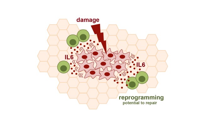 nov28_2016_science_cellreprogramming4207151976