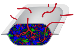 ViaCyte's PEC-Direct device allows a patient's blood vessels to integrate and make contact with the transplanted beta cells.