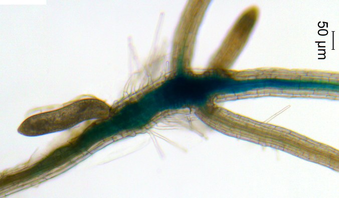 nematode-feeding-site