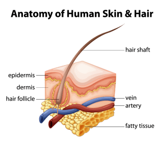 HairAnatomy