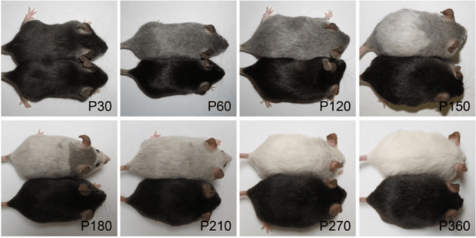 Screen Shot 2017-05-10 at 2.56.23 AM