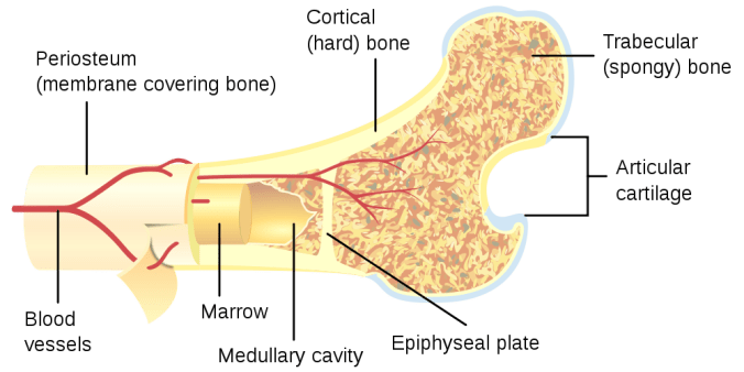 1000px-Bone_cross-section.svg.png