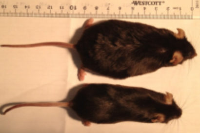 mice691-410x273.jpg