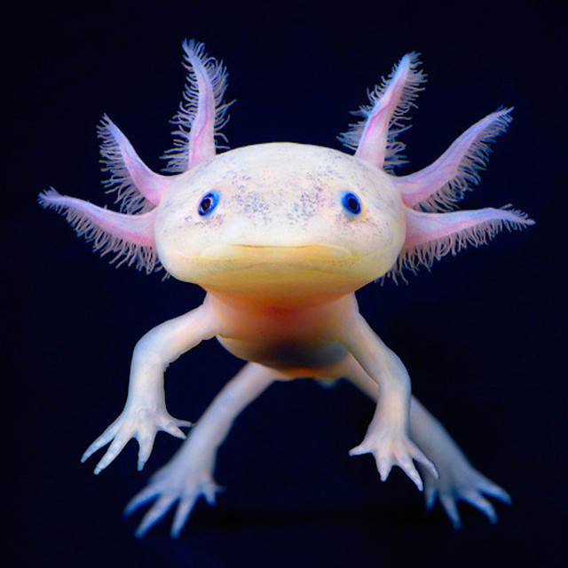 How a funny-looking creature could unlock the secrets of limb regeneration