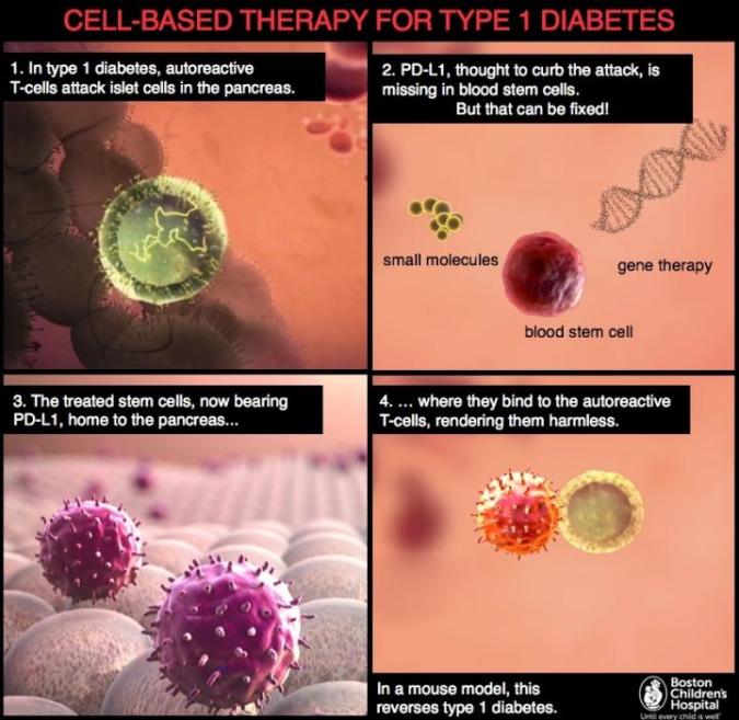 Cell based image for t 1 diabetes