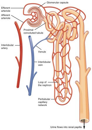 2611_Blood_Flow_in_the_Nephron