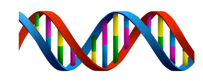 dna