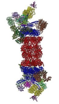 274px-26S_proteasome_structure