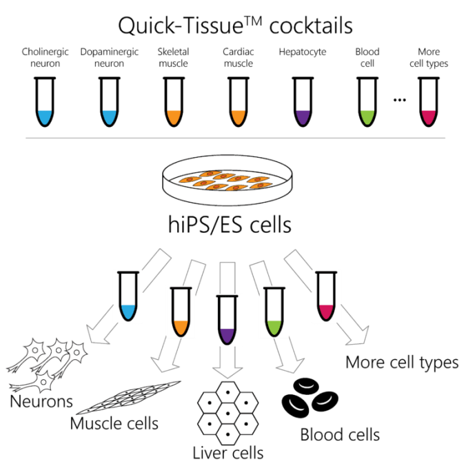 quick-tissue-explanation--768x768